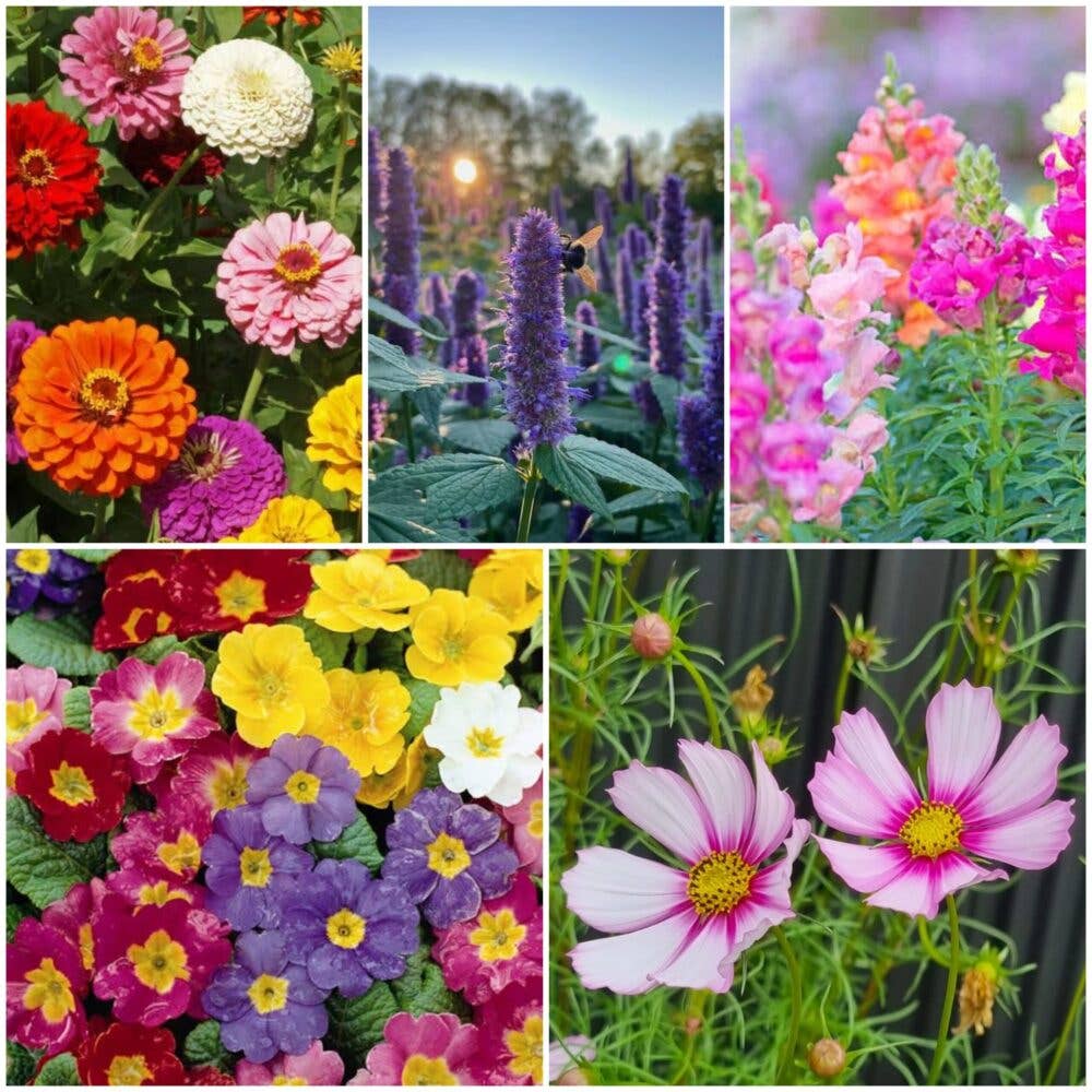 Bee Kind Mix - Wildflower Seeds